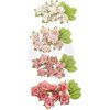 Bloemen Raspberry Kisses/Fruit Paradise p/48st