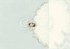 Scrappapier the songbird&#039;s Secret In the nest 30.5x30.5cm p/vel