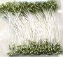 Meeldraadjes groen/mint parel 1mm p/144st