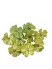 Bloemen met stamper 4.5cm p/9st lichtgroen
