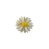 Flatback wit margriet 2.2cm p/st