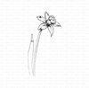 Stamp narcis 39x77mm p/st rubber unmounted