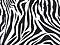 Vloeipapier zebra/zwart 50x75cm p/12vel 