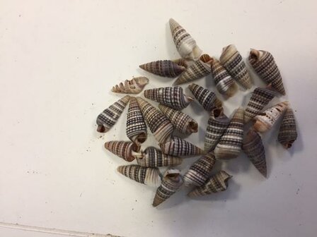 schelpjes hoorntjes klein  inhoud 30 gram bruin
