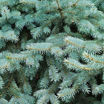 Scrappapier wishes fresh pine 30.5x30.5cm p/vel mintgroen