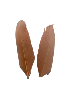 Veren perzik zonder ringetje 9cm p/20st 