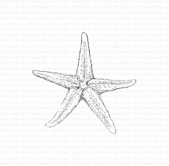 Stans zeester groot 92x90mm p/st rubber unmounted 