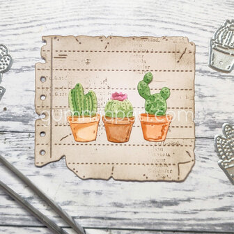 Stans cactussen in pot p/st