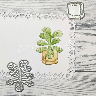 Stans ficus plant in zak p/st