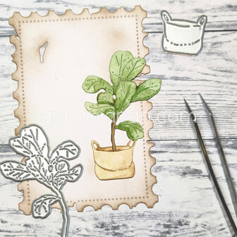 Stans grote ficus plant in zak p/st